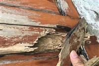  Thuốc diệt mối trên gỗ