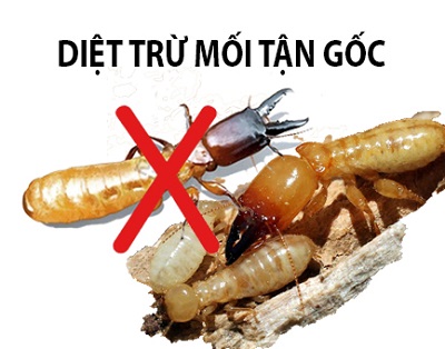 giá thuốc diệt mối