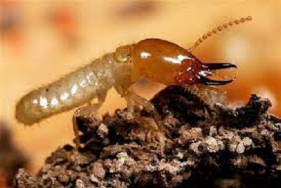 diệt mối tại nhà Hạnh Long